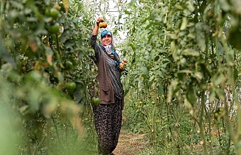 TÜİK: Tarım ürünleri üretici fiyatları arttı